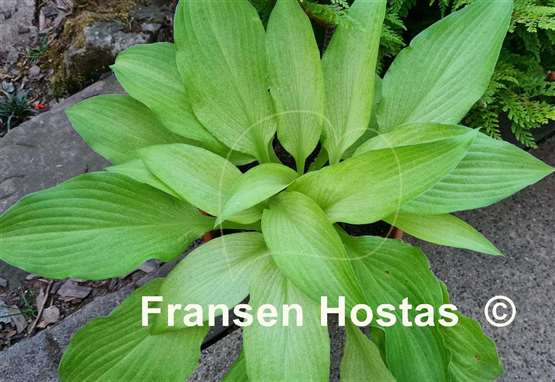 Hosta Mean Gene